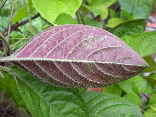 Lá mơ lông có tác dụng chữa bệnh dạ dày